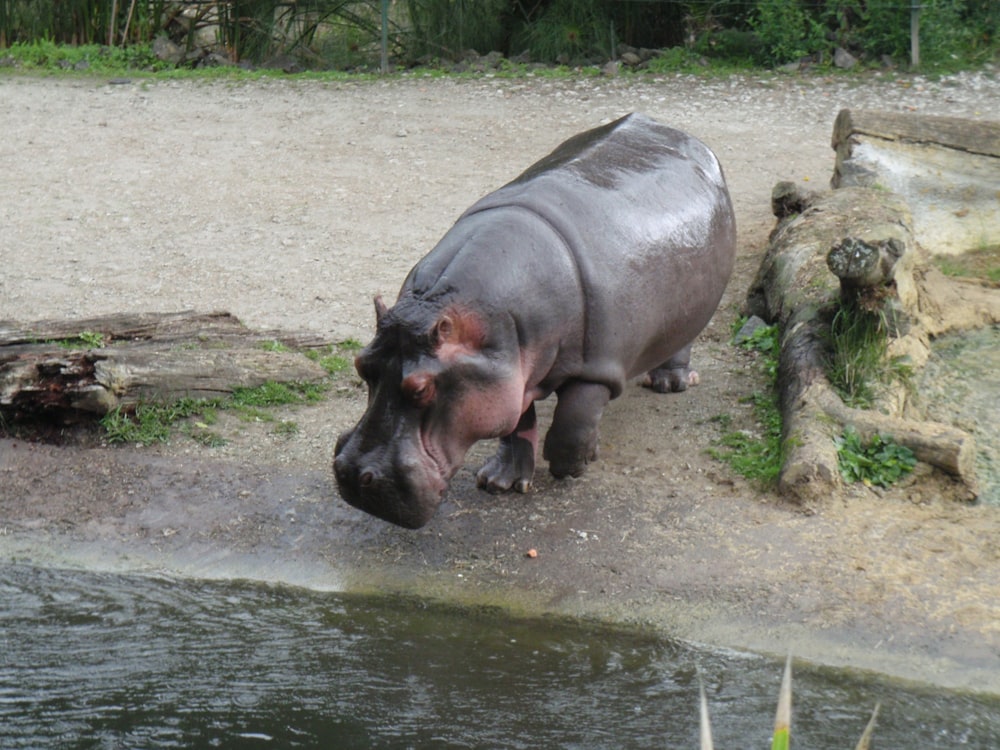 a hippo standing next to a body of water