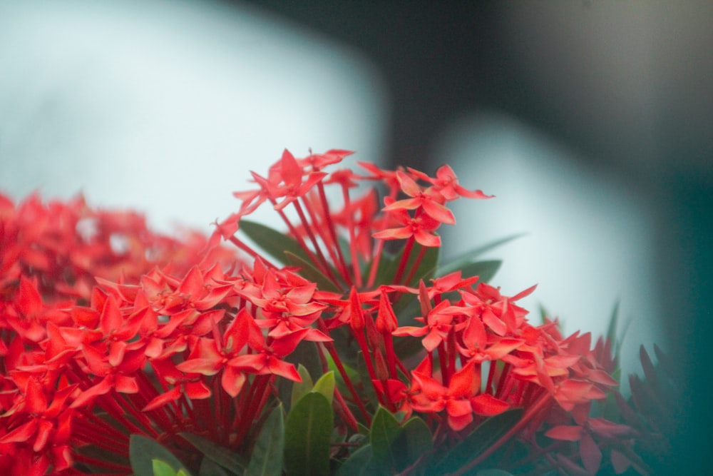 a bunch of red flowers sitting on top of a table