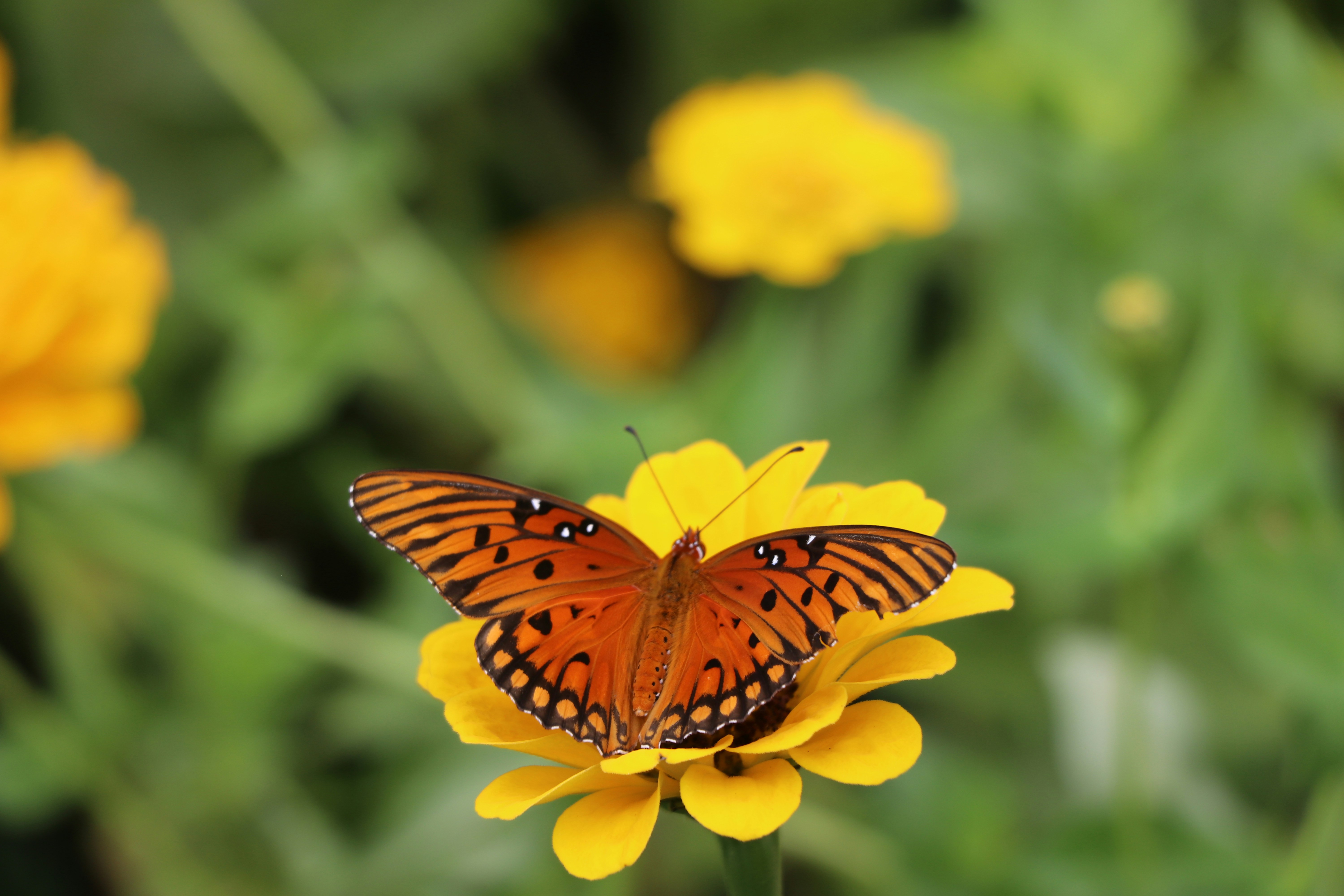 Photo by ninjab12000