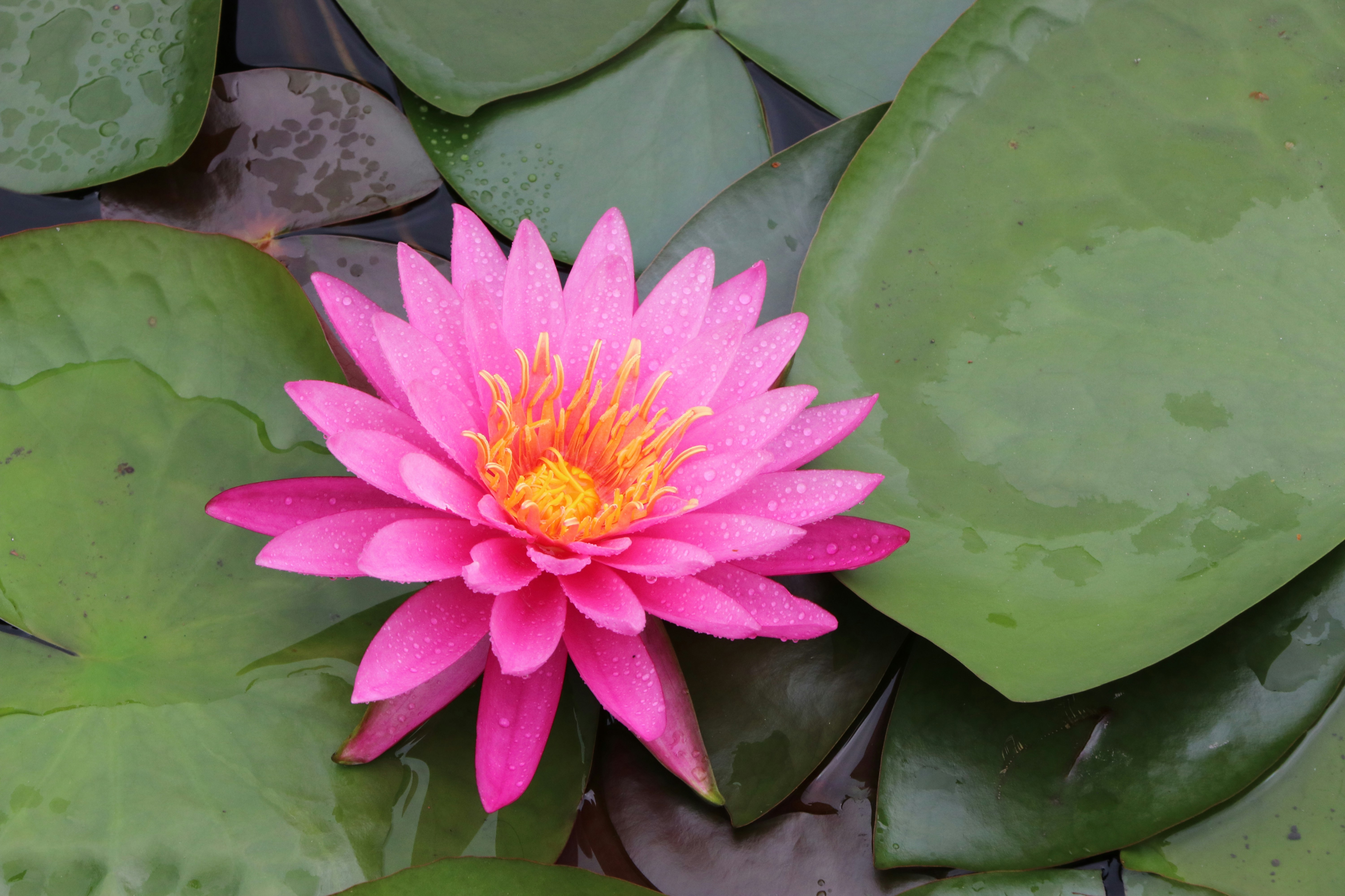 Photo by ninjab12000