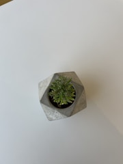 A small green succulent plant is placed inside a geometric, stone-like planter. The planter has a faceted design and sits against a plain white background, emphasizing its modern aesthetic.
