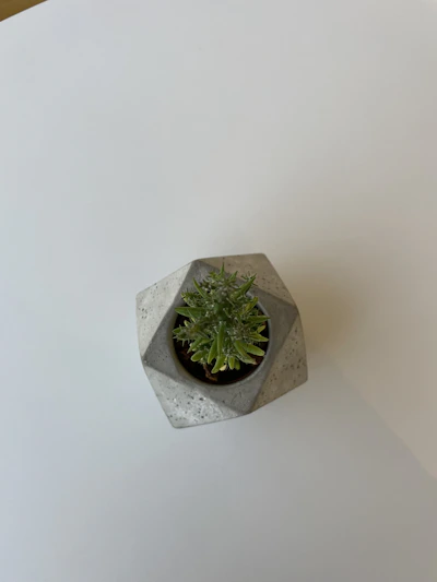 A sleek geometric concrete planter holding a vibrant succulent arrangement on a minimalist wooden shelf.