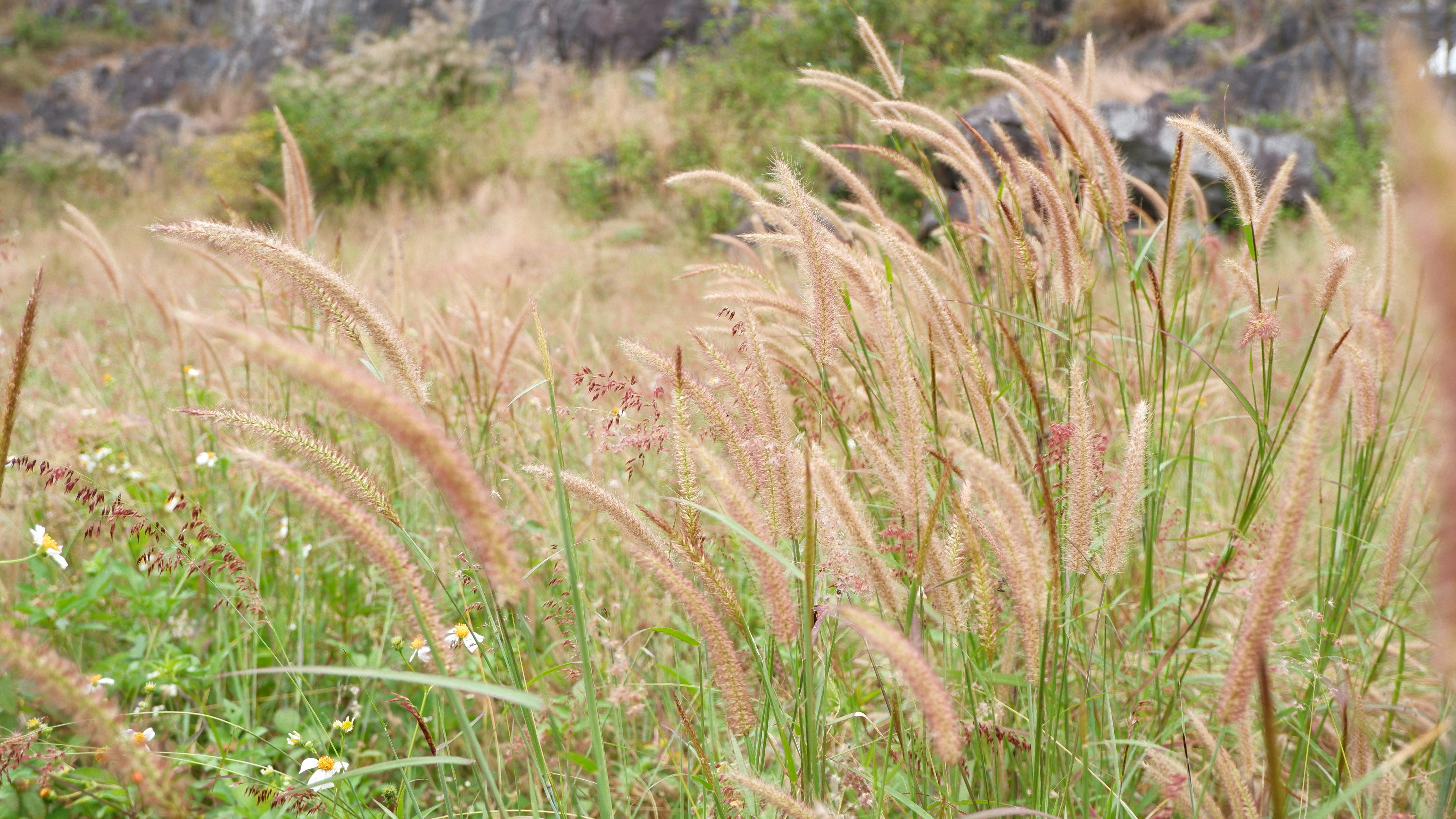 Photo by dvhoang2106