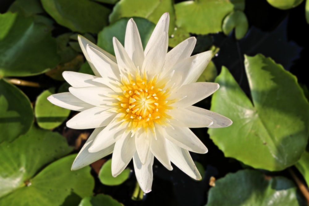 una flor blanca y amarilla rodeada de hojas verdes