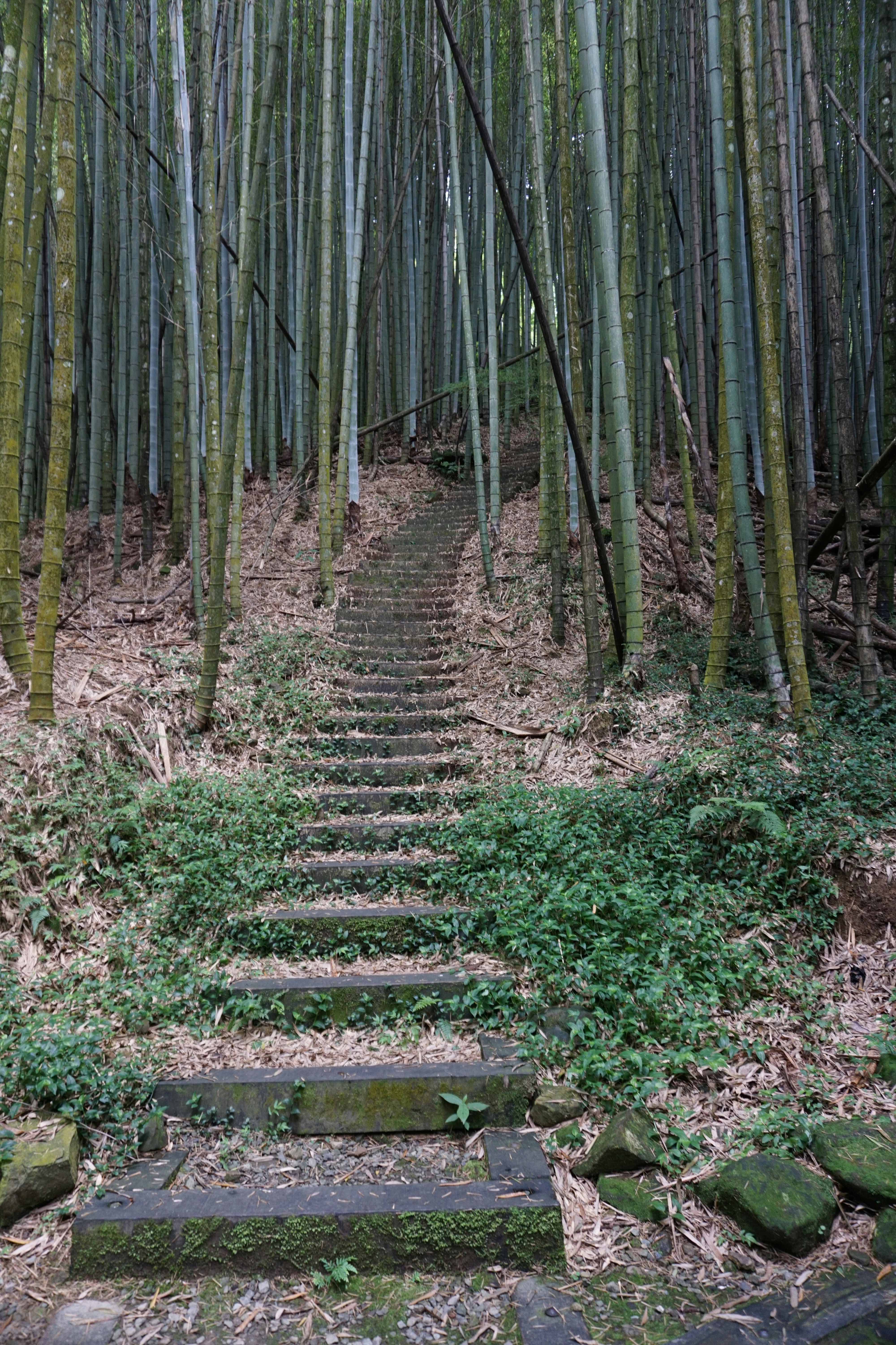 A set of steps in the middle of a forest photo – Free Grey Image on ...