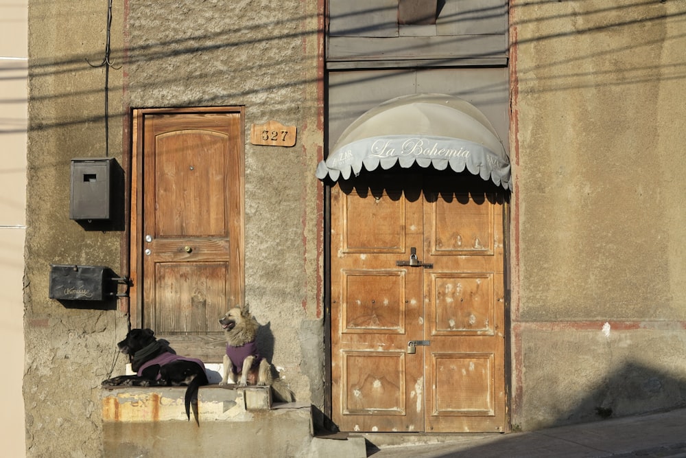 two dogs are sitting on a step outside of a building