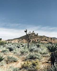 a desert landscape with a mountain in the background