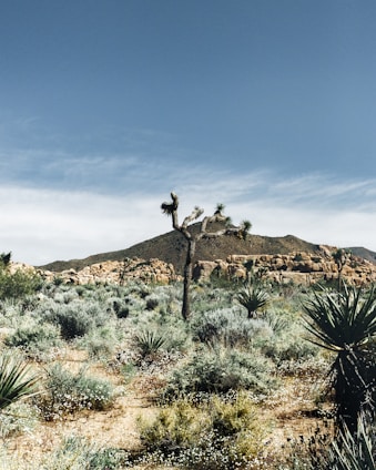 a desert landscape with a mountain in the background
