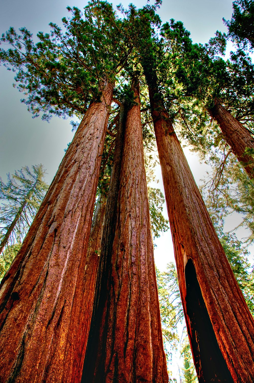 a group of tall trees standing next to each other