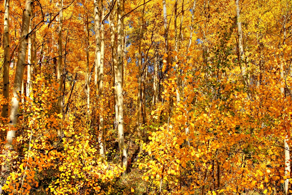 Une forêt remplie de nombreux arbres jaunes et orangers