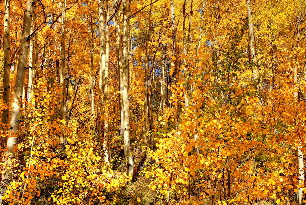 a forest filled with lots of yellow and orange trees