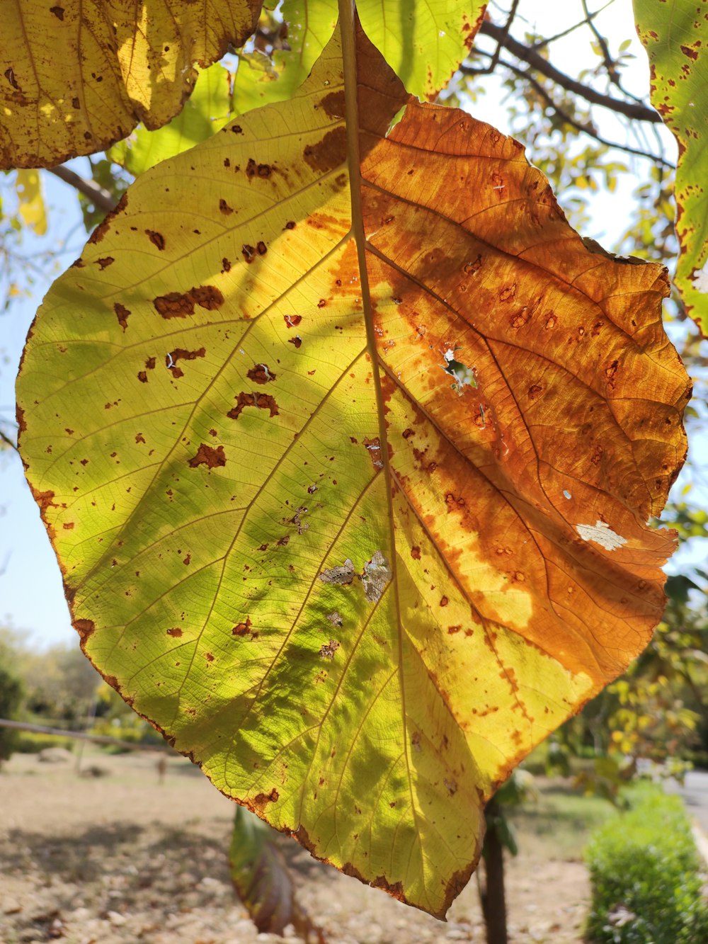 a close up of a leaf on a tree