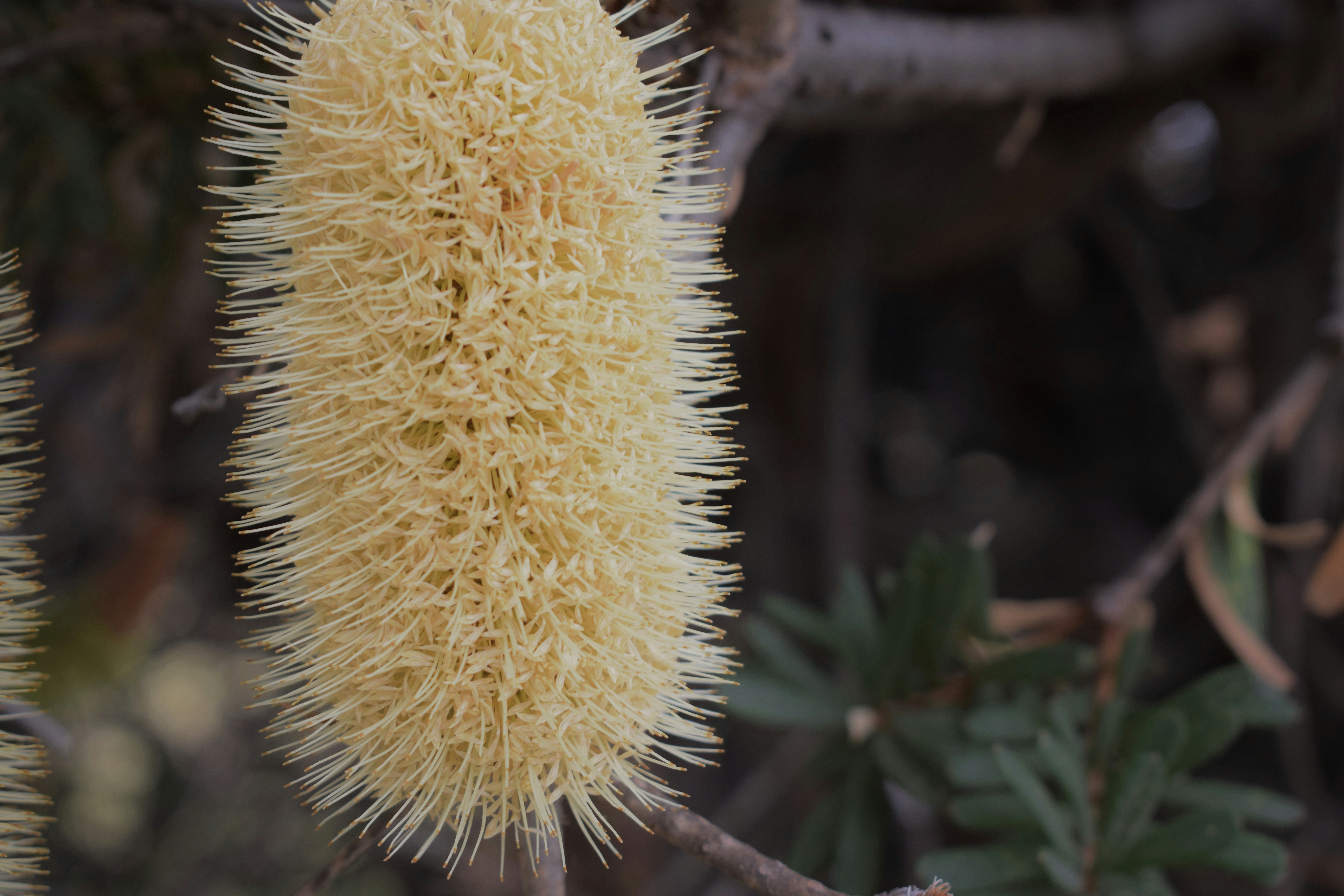 Banksia integrifolia plant