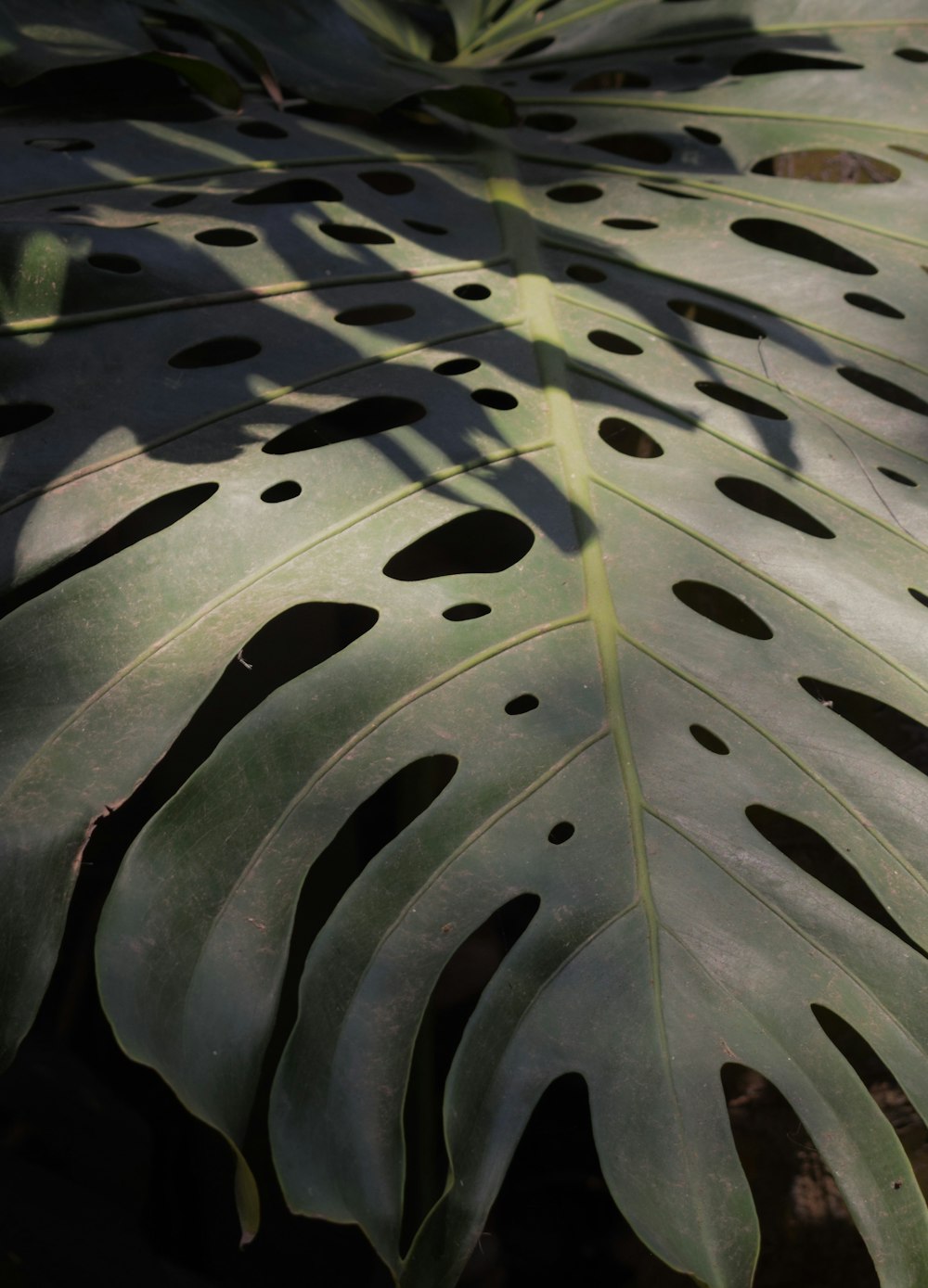 a large green leaf with holes in it