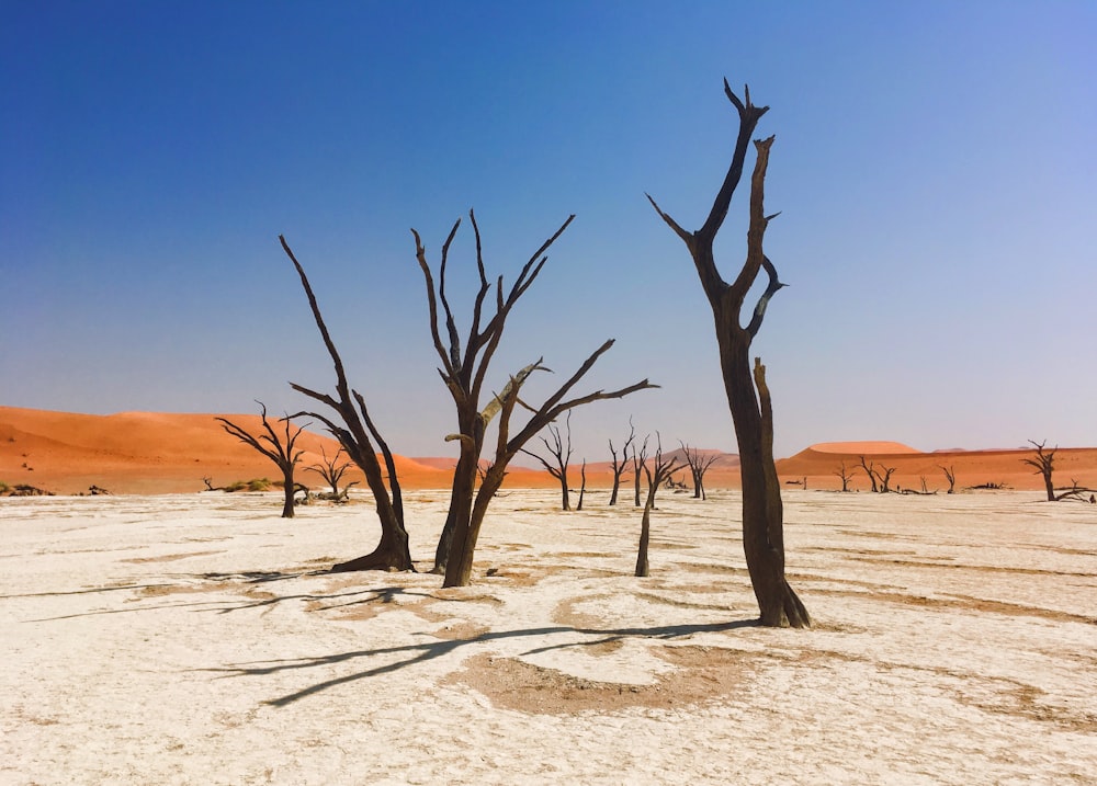 a group of dead trees standing in the middle of a desert