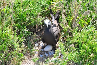 A black bird with a white head stands protectively over a speckled egg, surrounded by dense green foliage and some dry grass.