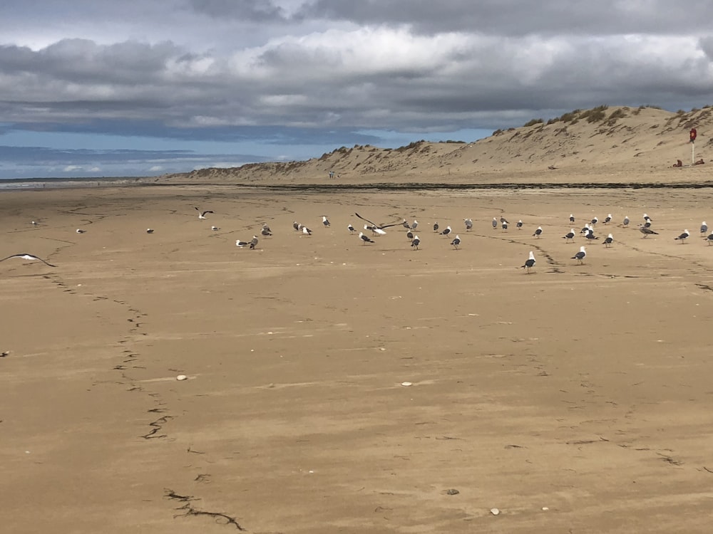 Uno stormo di uccelli in piedi sulla cima di una spiaggia sabbiosa