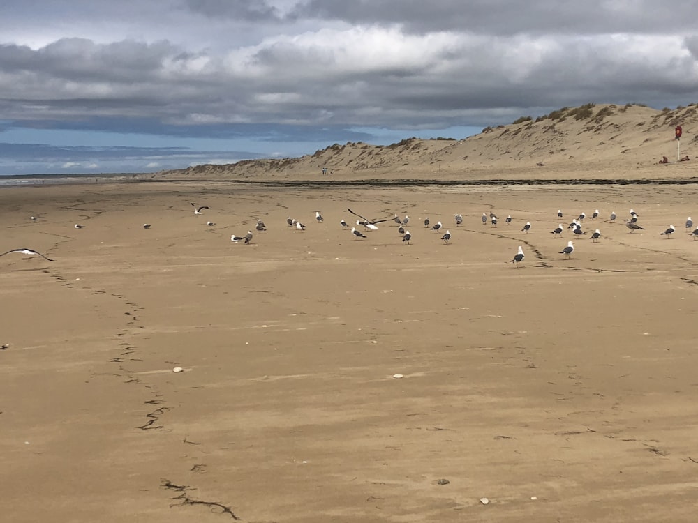 une volée d’oiseaux debout au sommet d’une plage de sable