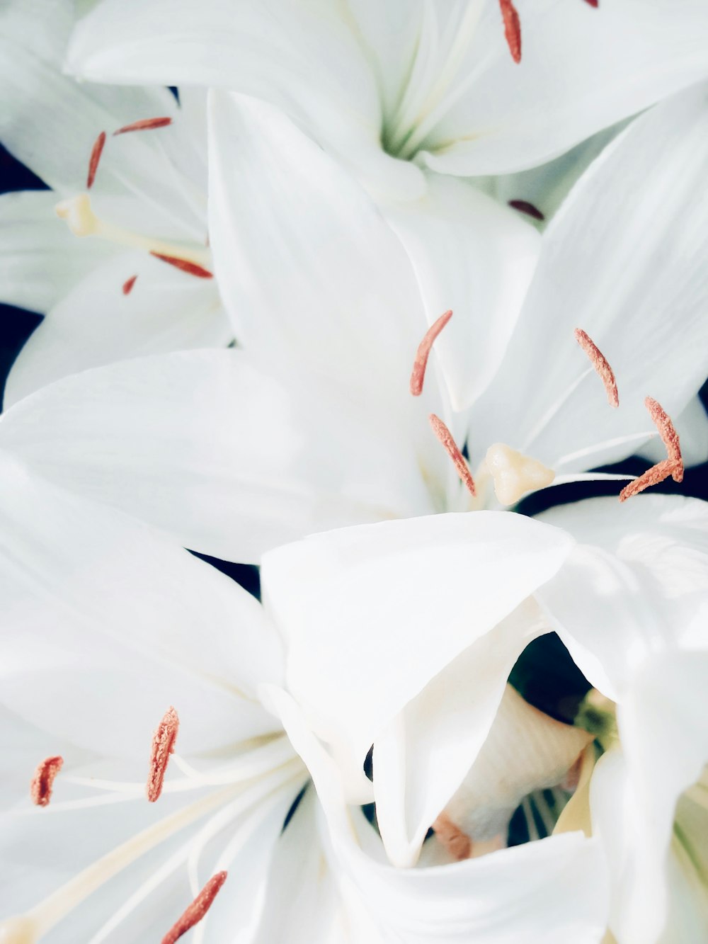 a close up of a bunch of white flowers