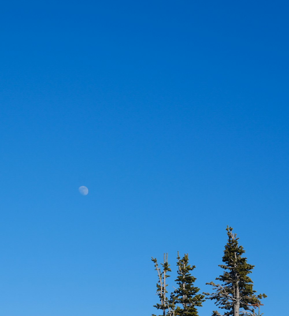 um céu azul claro com uma meia-lua à distância