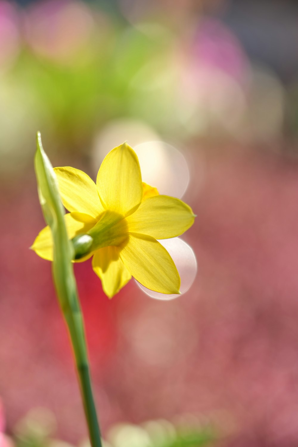 a single yellow flower with a blurry background