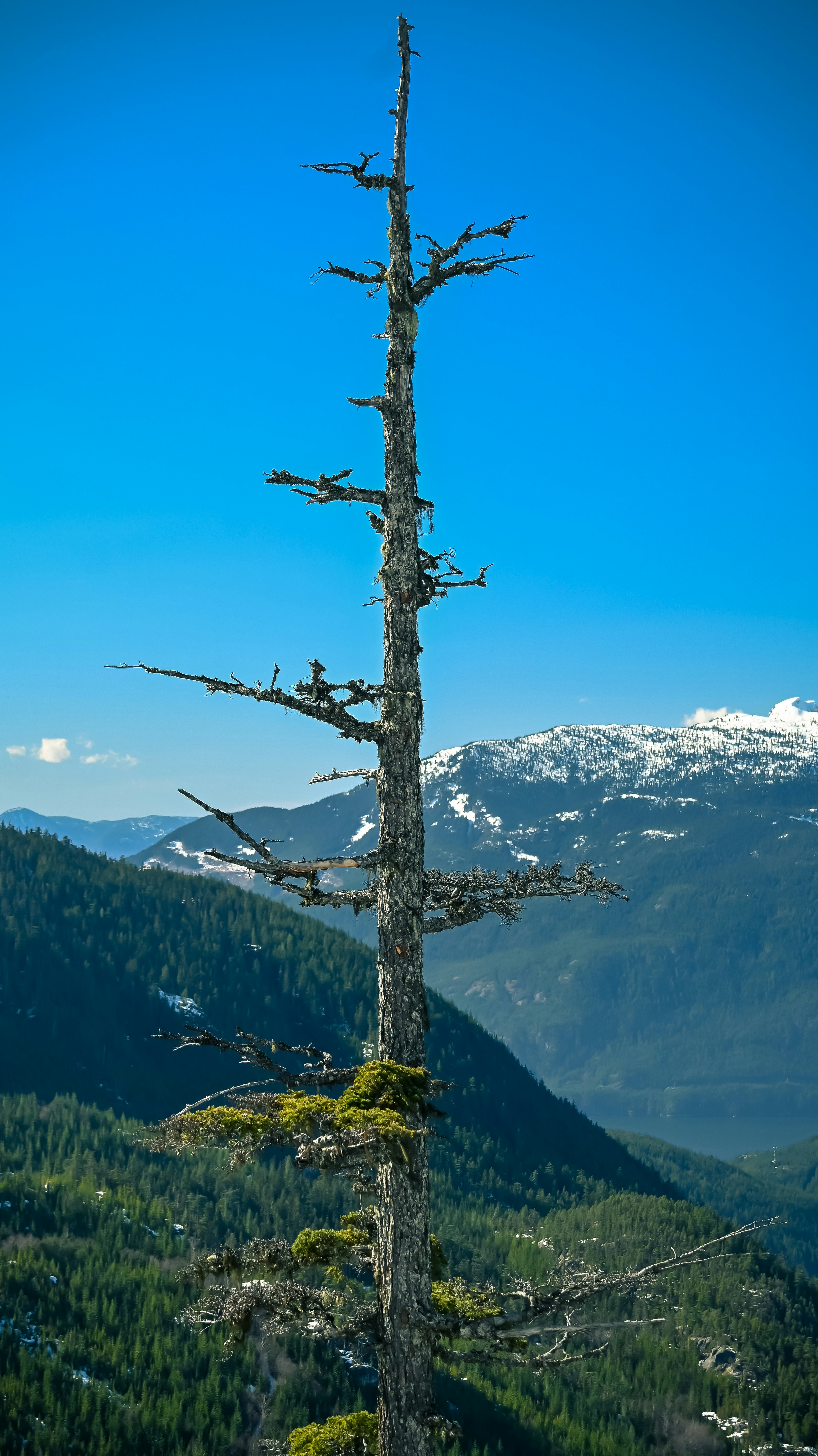 a lone tree on the side of a mountain