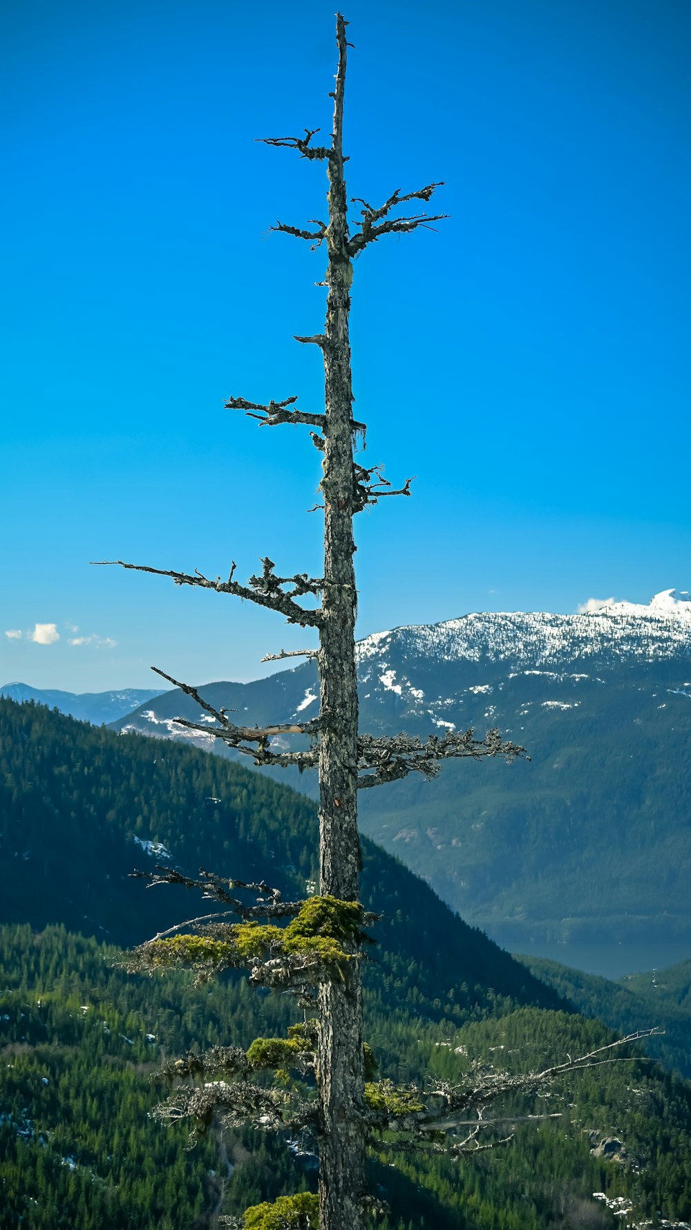 a lone tree on the side of a mountain