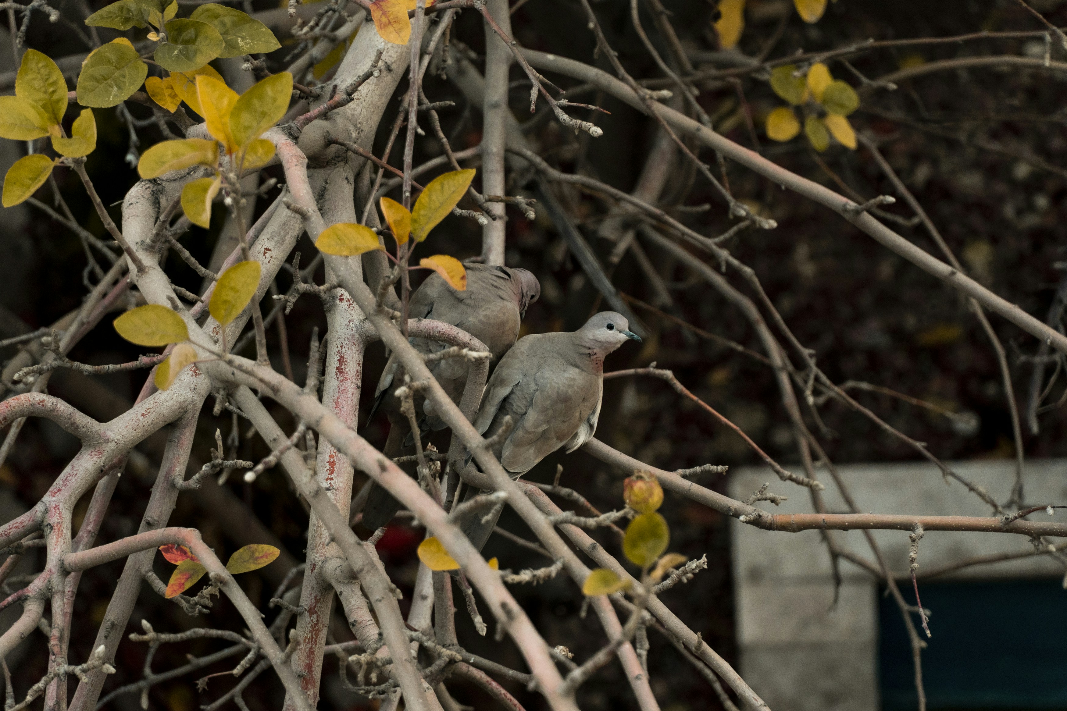 Photo by asedshahawb