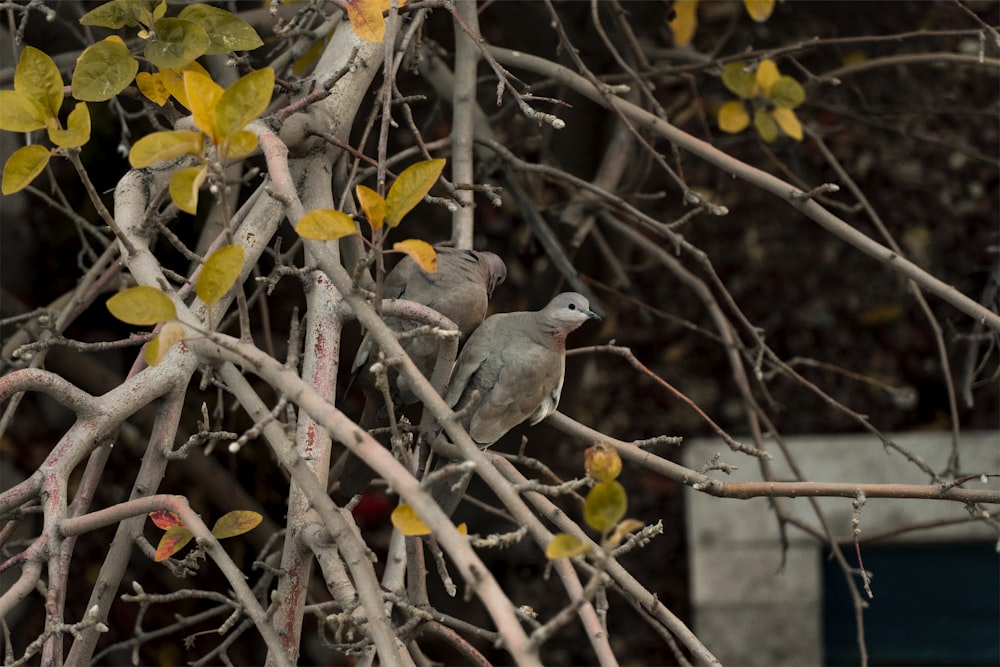 a couple of birds perched on top of a tree