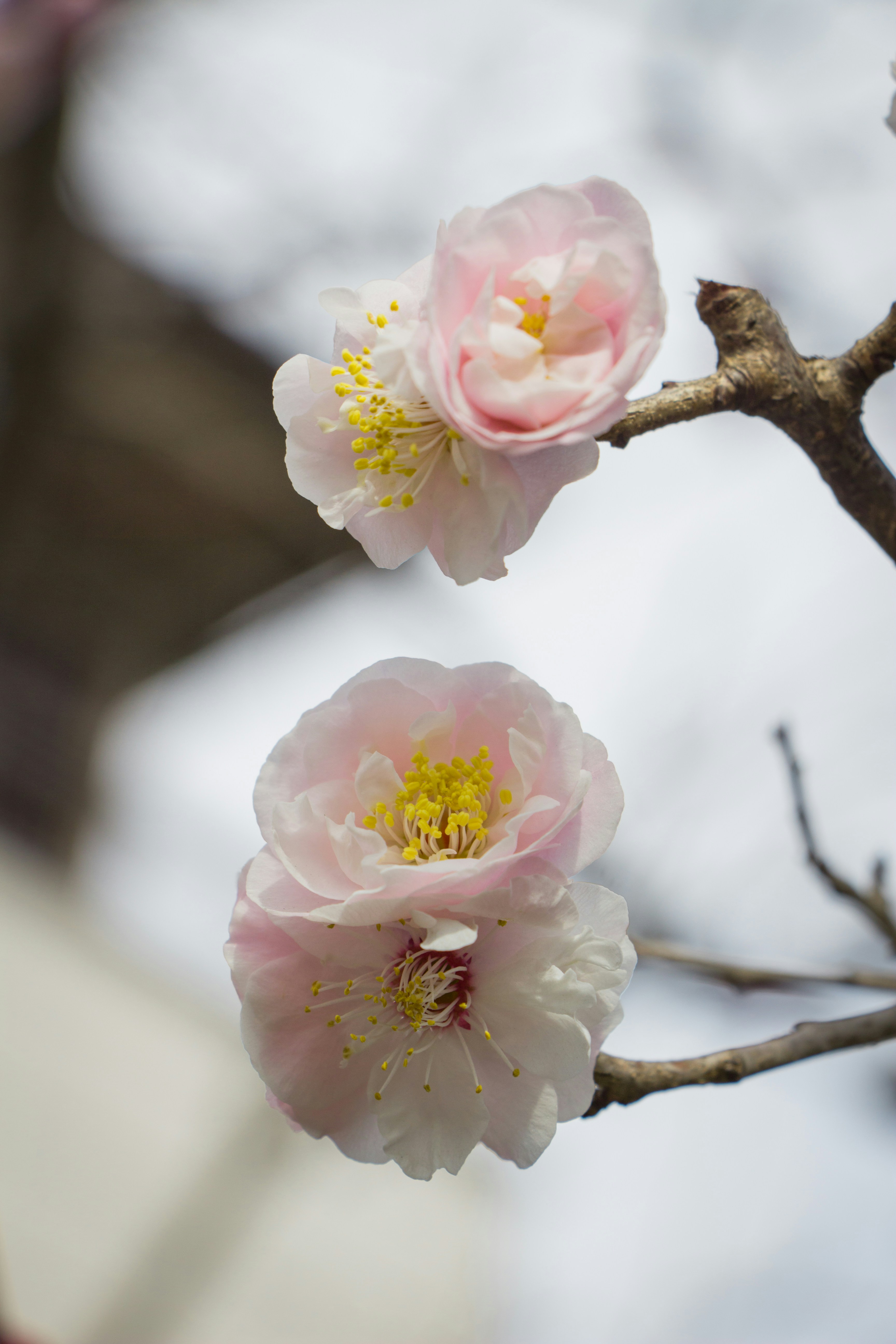 a couple of flowers that are on a tree