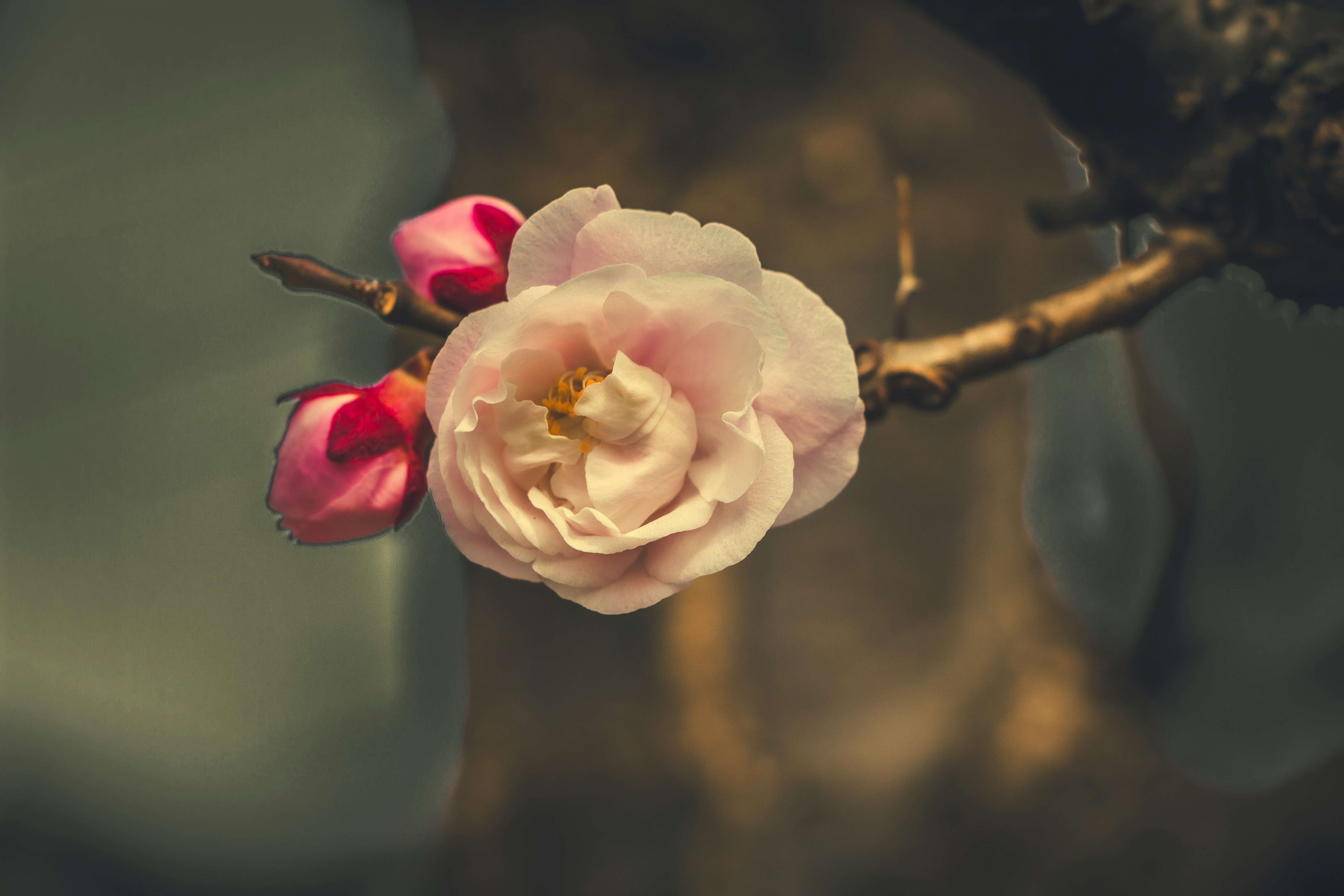 a pink flower on a tree branch with water droplets