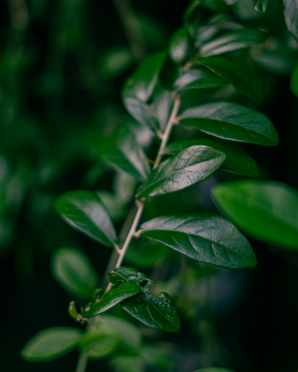 a close up of a green plant with leaves