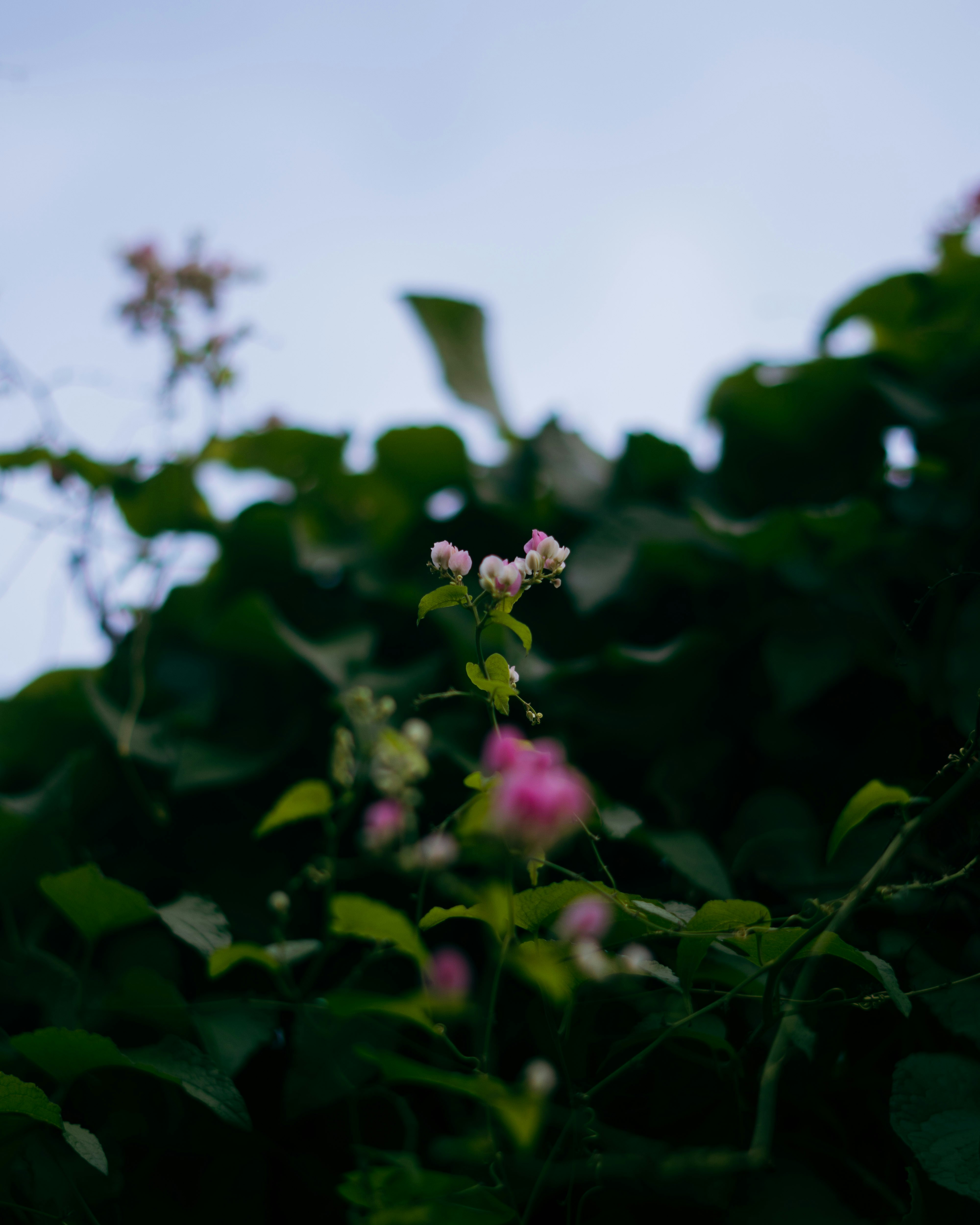 Photo by robbif_