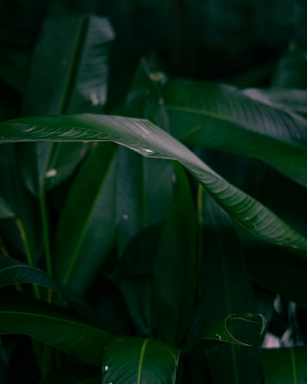 a close up of a banana plant with green leaves