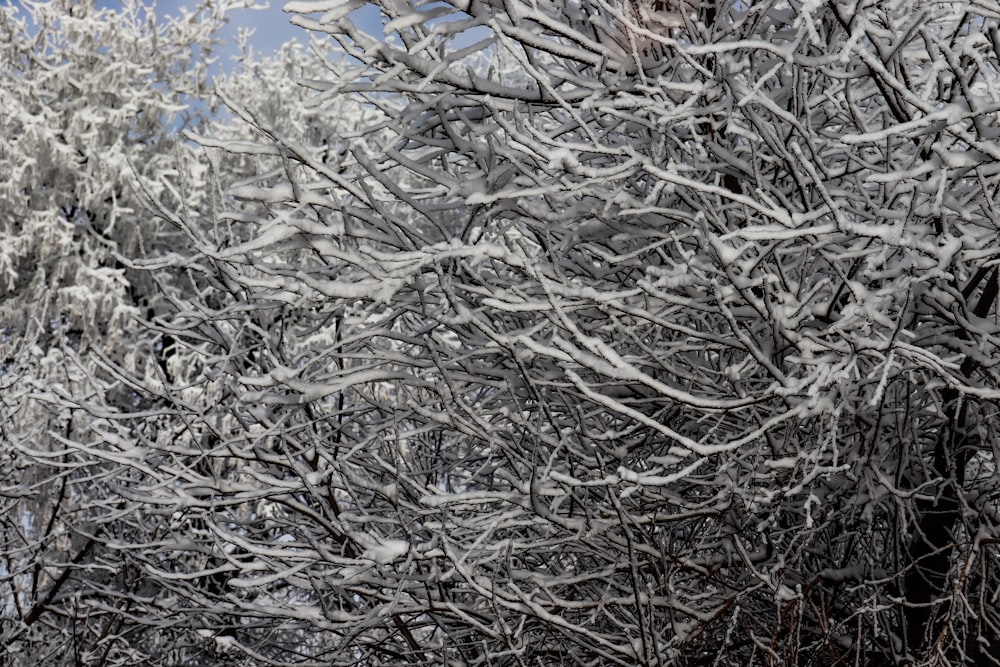 Un albero coperto di neve con un cielo blu sullo sfondo