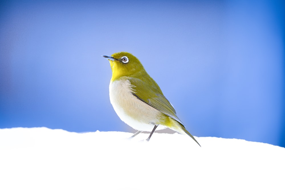 a yellow and white bird with a blue sky in the background