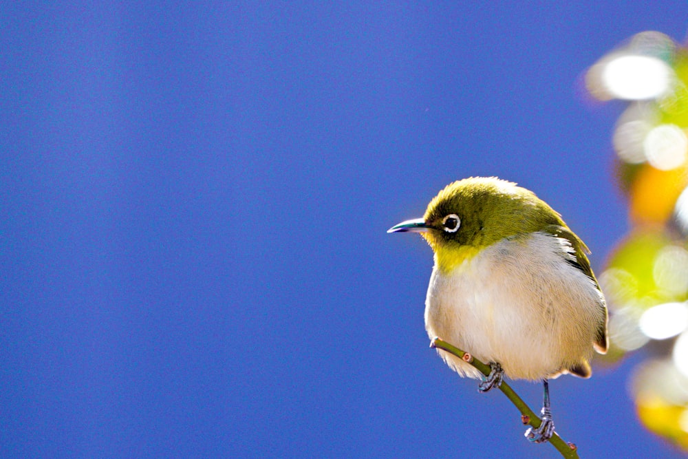 Ein kleiner Vogel sitzt auf einem Ast