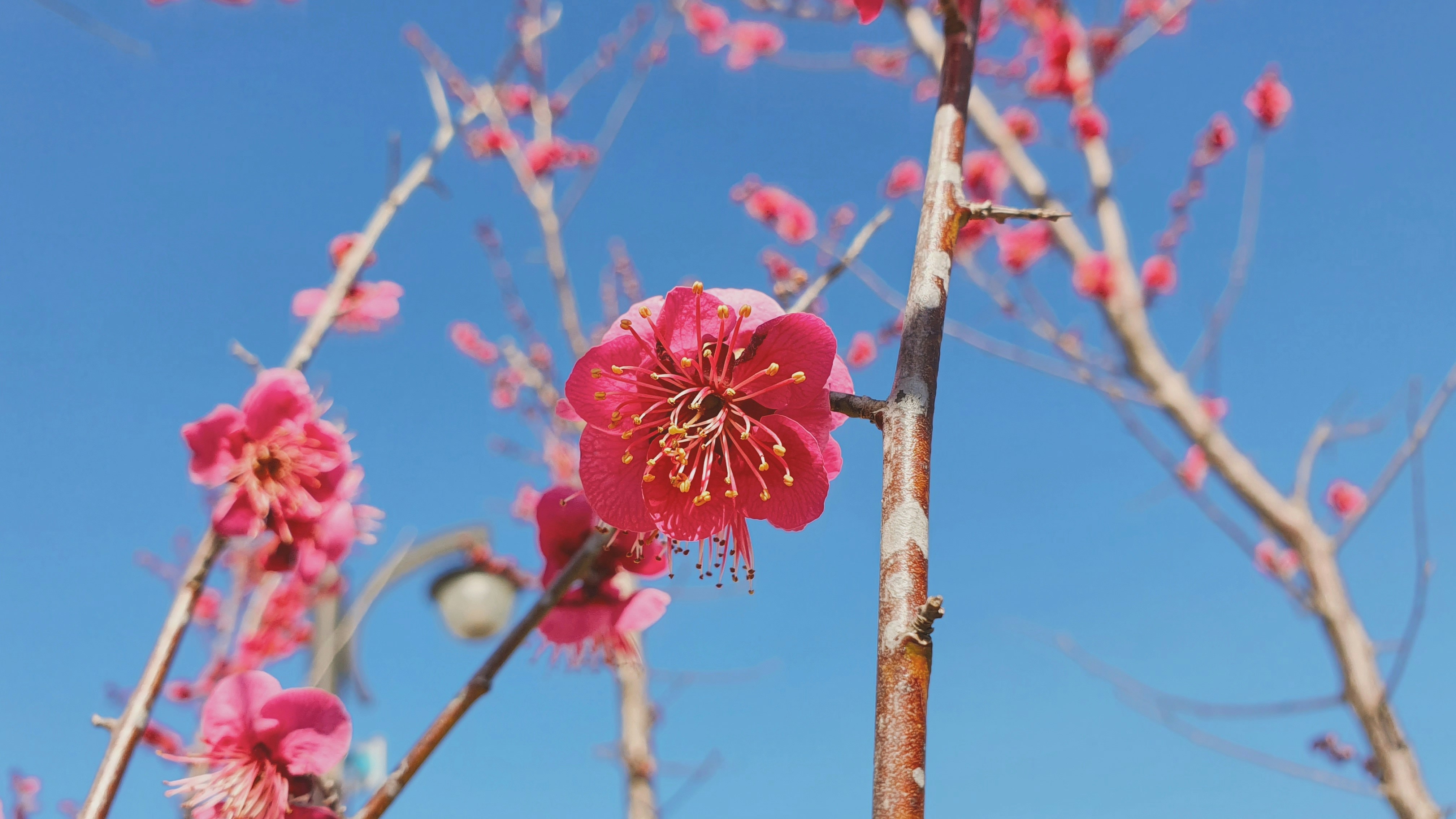 통도사 홍매화 개화시기 및 명당 포인트 이미지2
