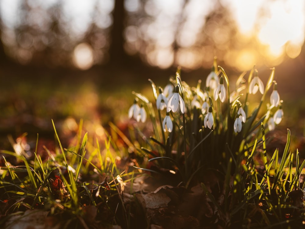 a bunch of flowers that are in the grass