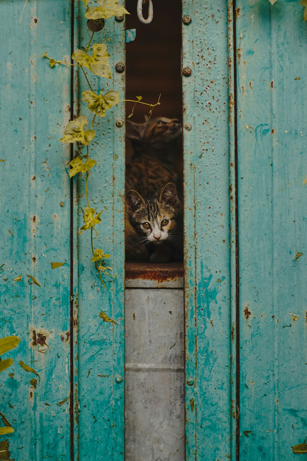 Eine Katze lugt aus einer blauen Tür