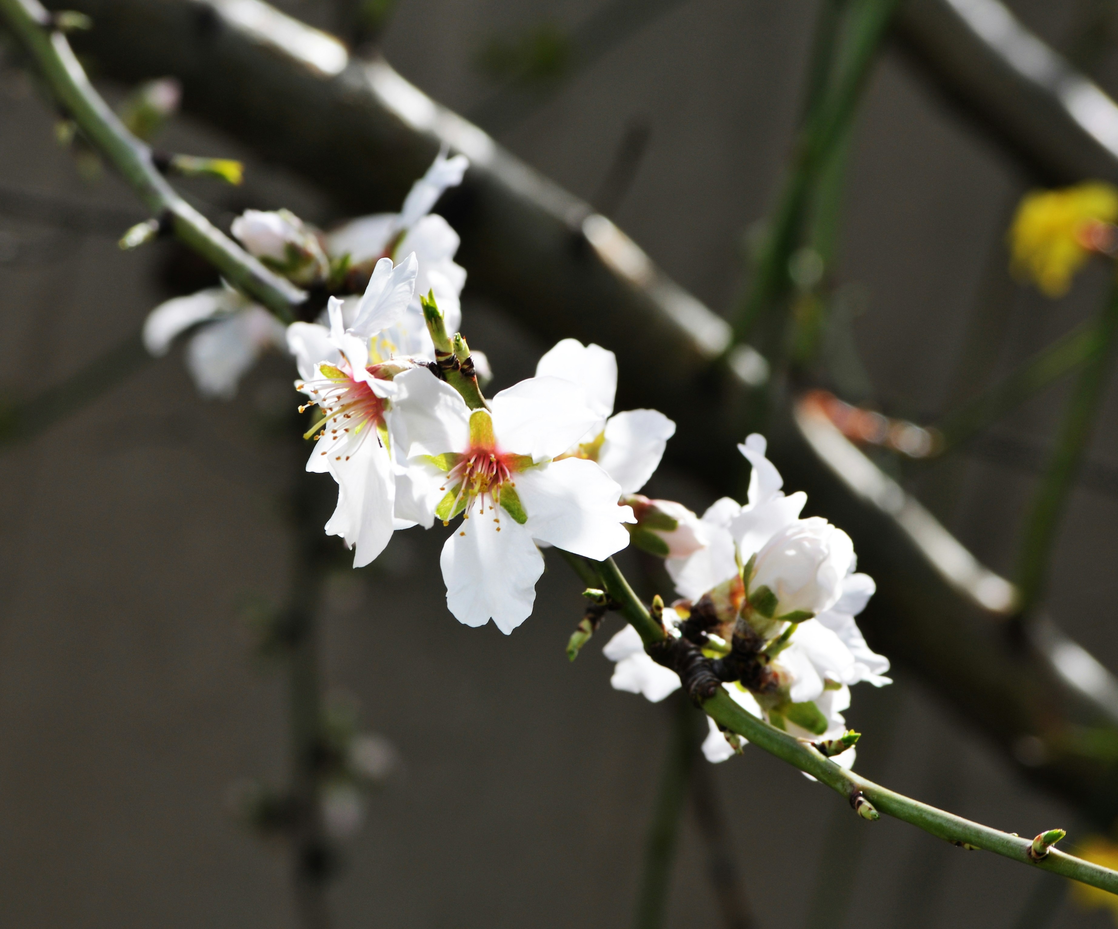 A branch of a tree with white flowers photo – Free Plant Image on Unsplash