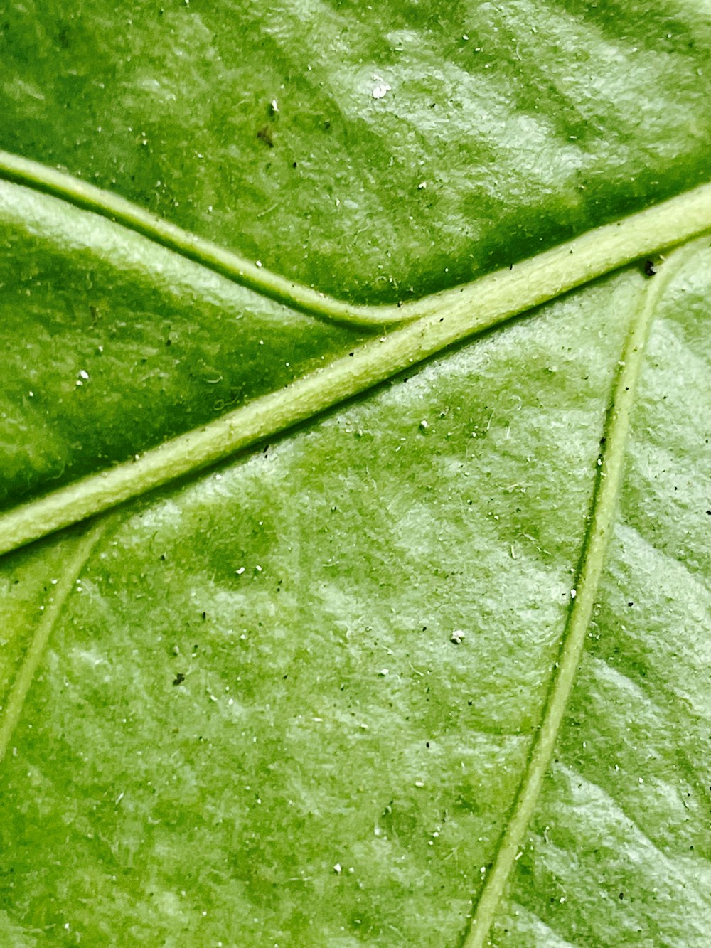 a close up of a green leaf with drops of water on it