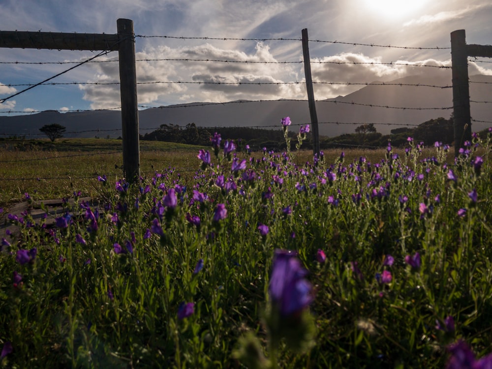 a field of purple flowers next to a barbed wire fence