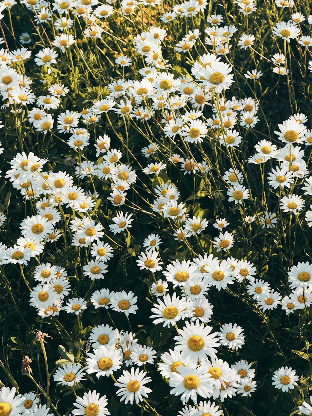a field full of white daisies in the sun