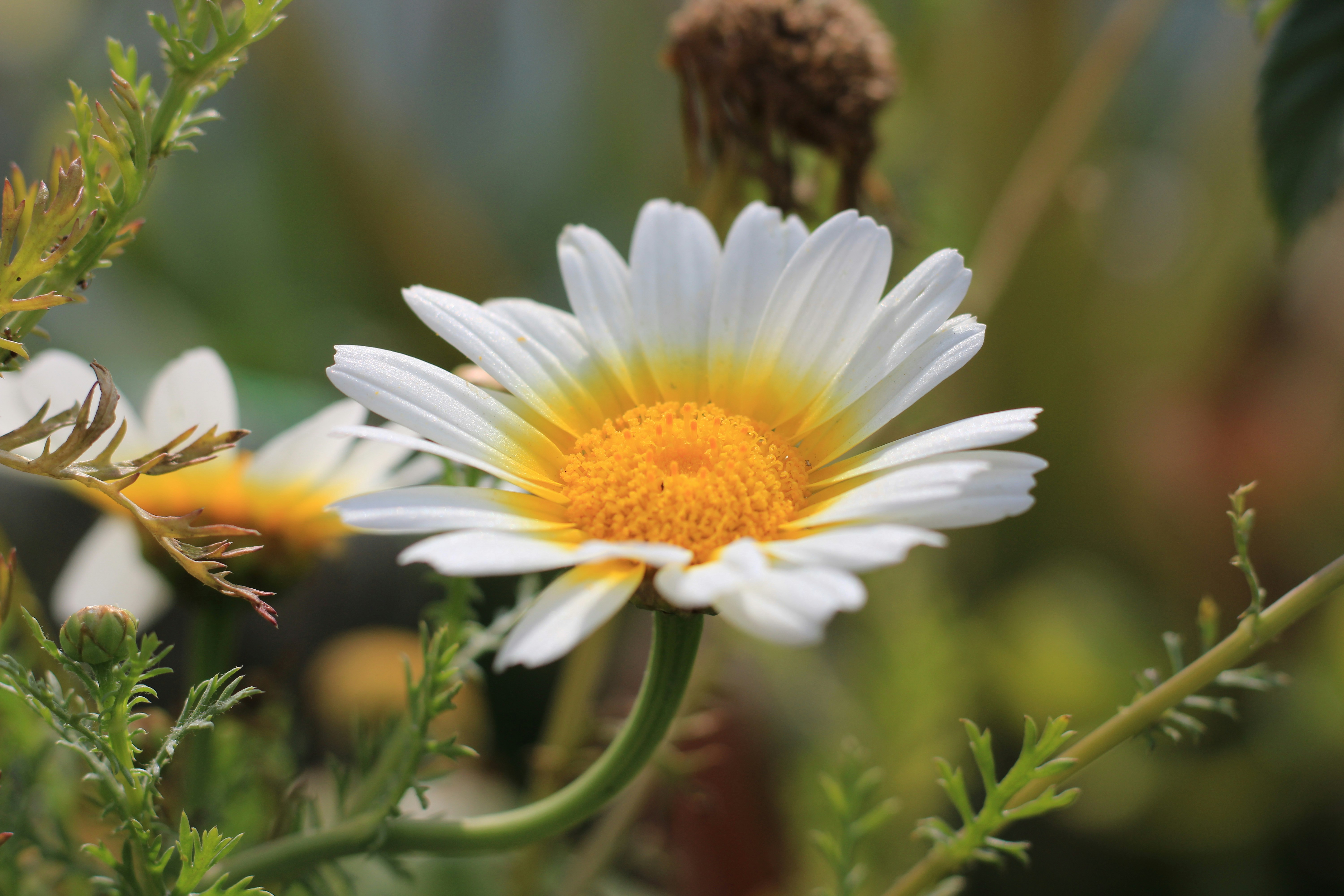 a close up of a white and yellow flower