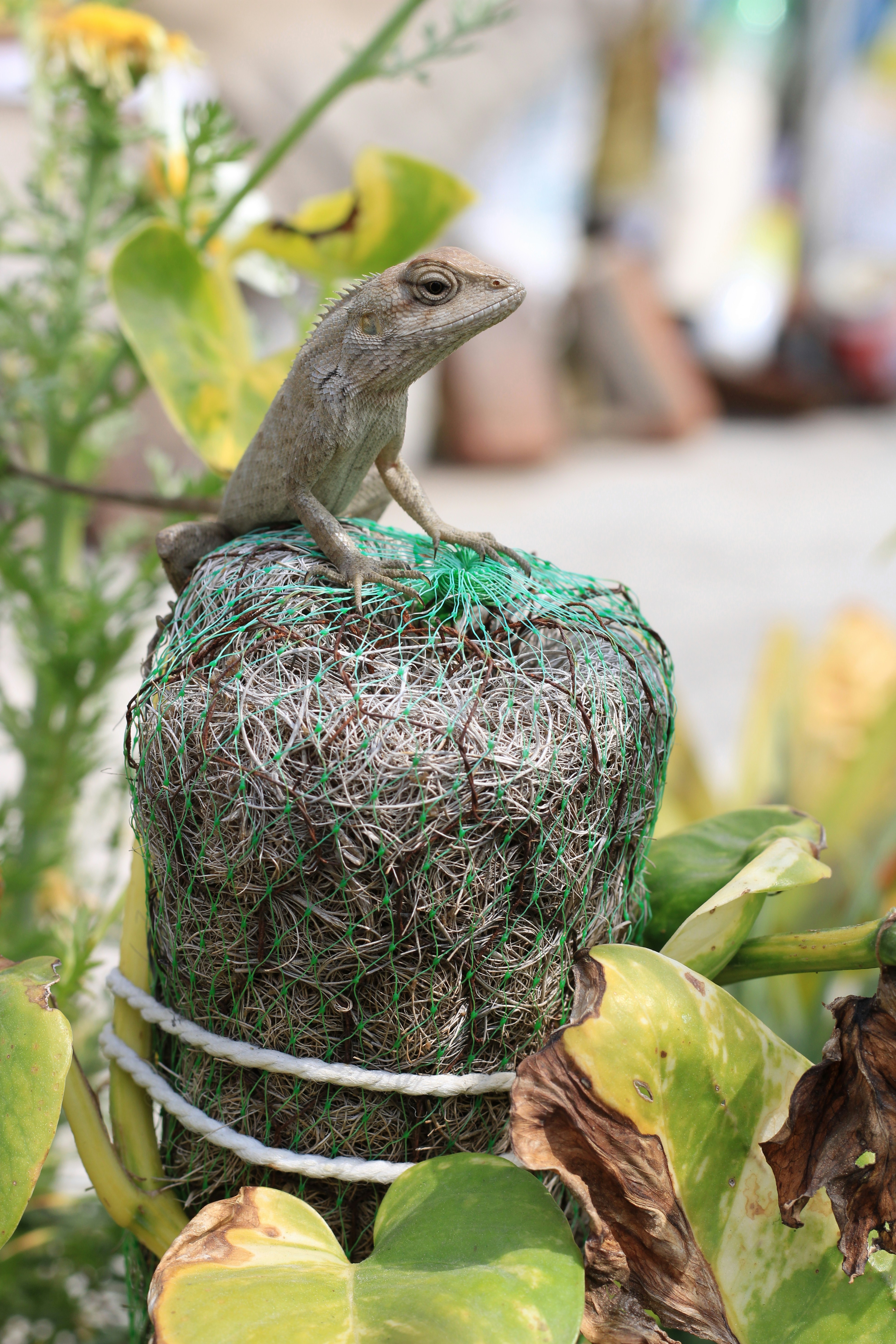 a small lizard sitting on top of a plant