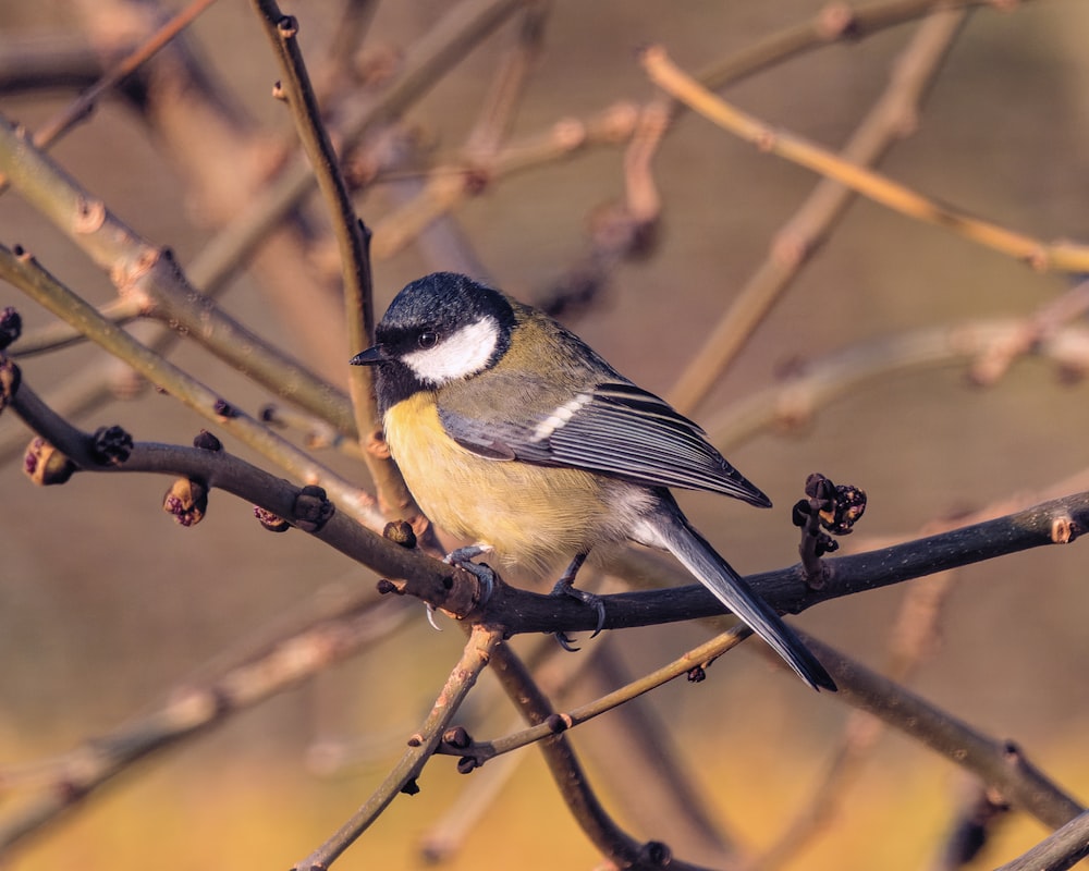 Un pequeño pájaro sentado en una rama de un árbol