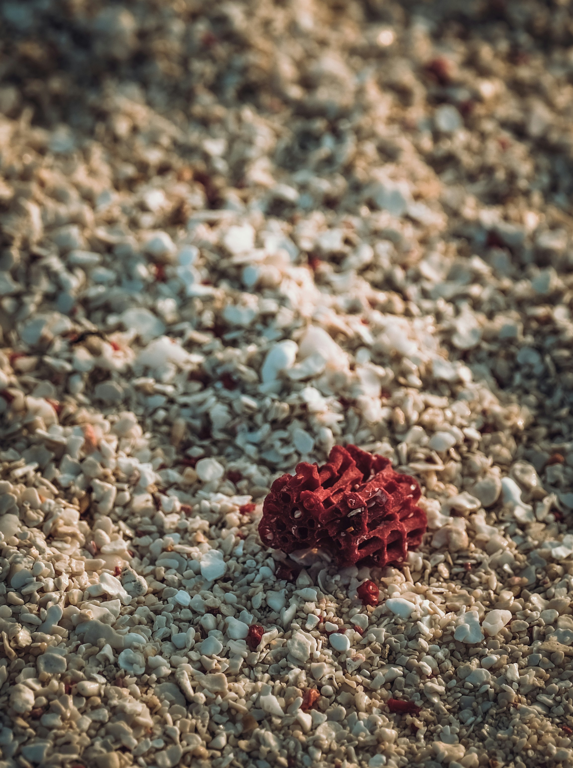 Photo by francesco_ungaro