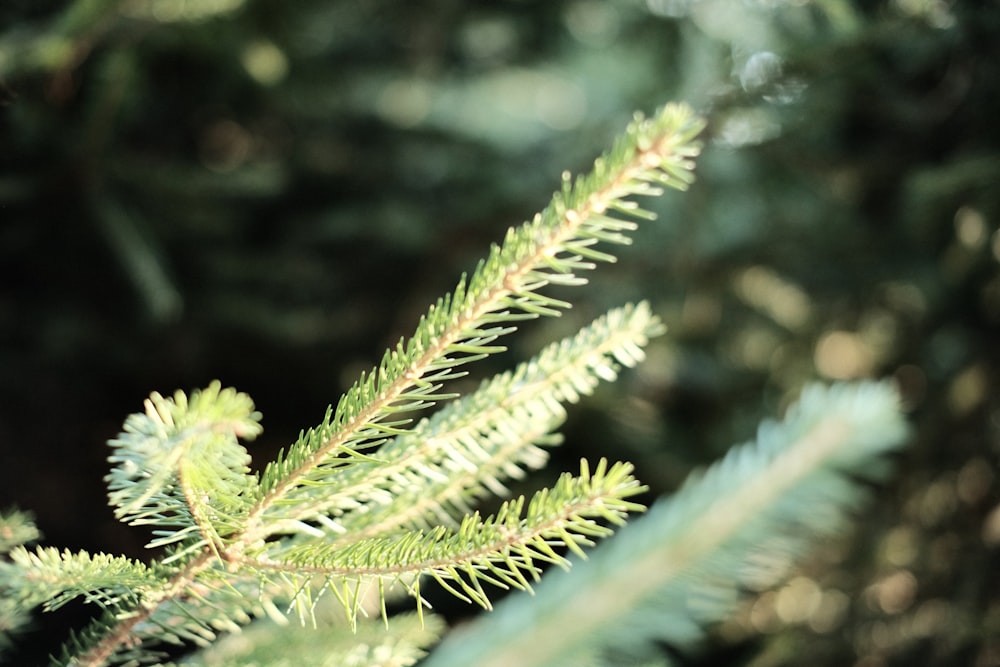 a close up of a pine tree branch