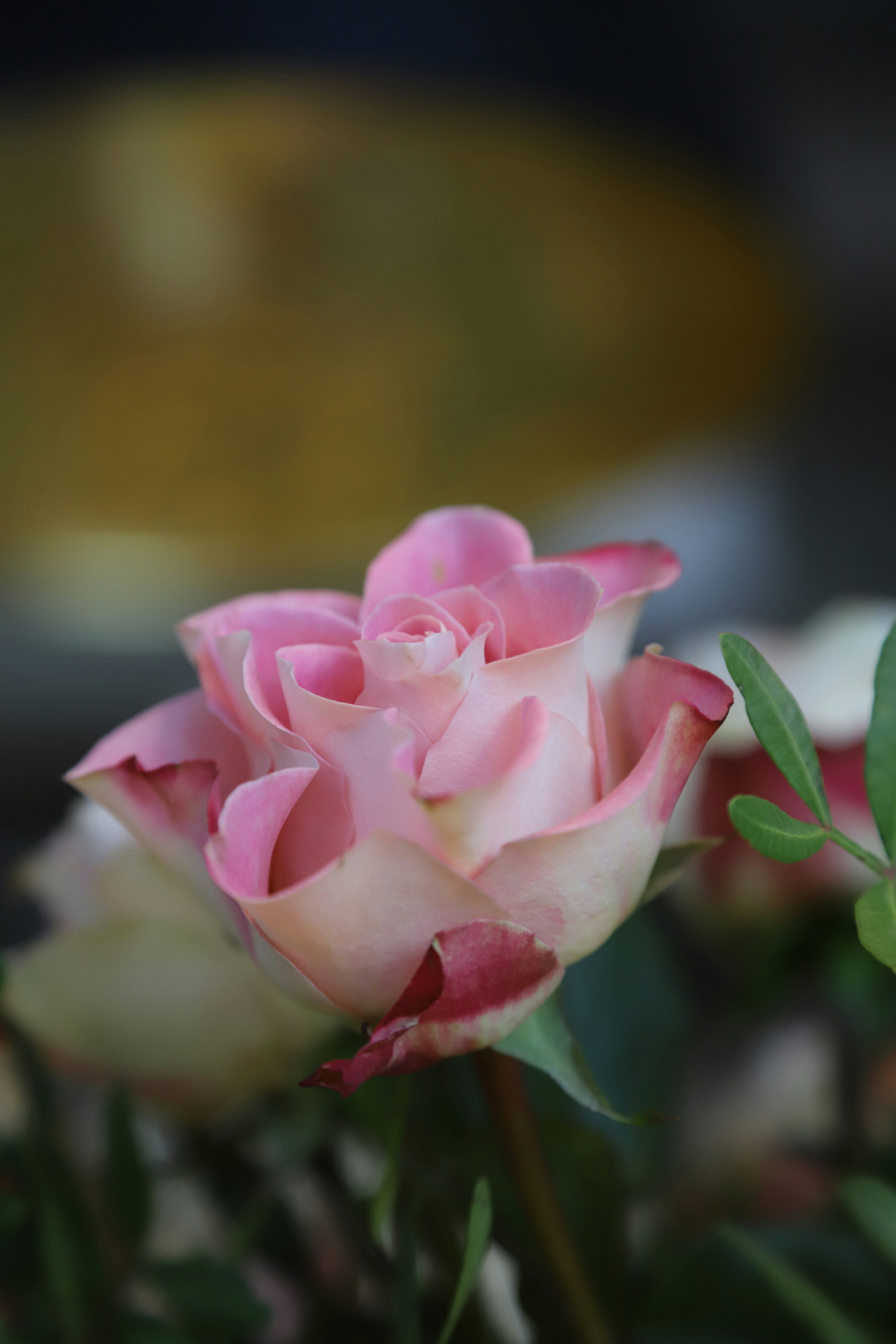 Photo by outimarjaana